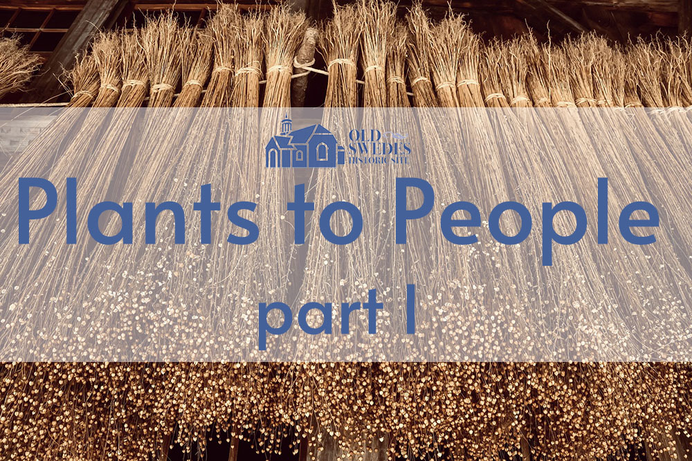 A picture of flax with Old Swede's logo and the title "Plants to People, part one"